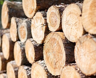 Holz als Baustoff