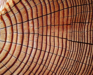 Recyclingfähigkeit: Rohstoff Holz